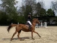 Concours de CSO au Club Hippique de Roubaix avec nos cavaliers